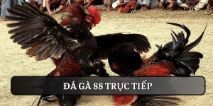 đá gà 88 trực tiếp