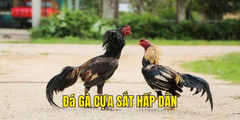 Thi đấu cựa sắt hấp dẫn