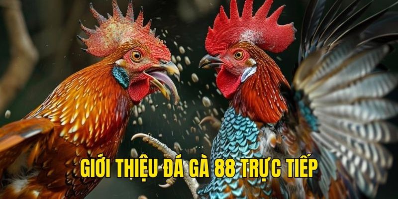 Khái quát về đá gà 88 trực tiếp tại nhà cái